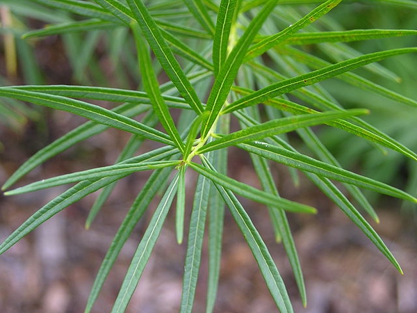Amsonia hubrechtii