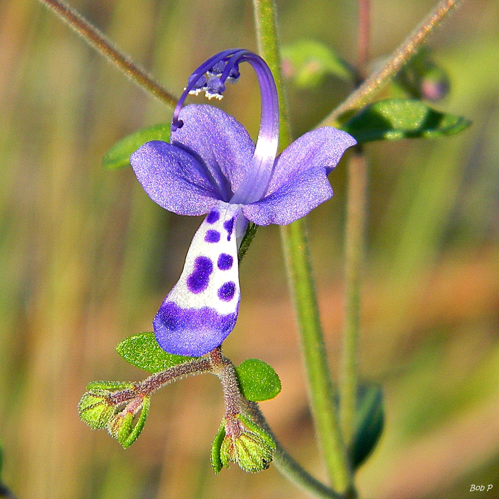 Trichostema dichotomum