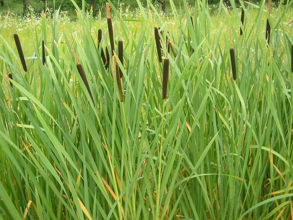 Form