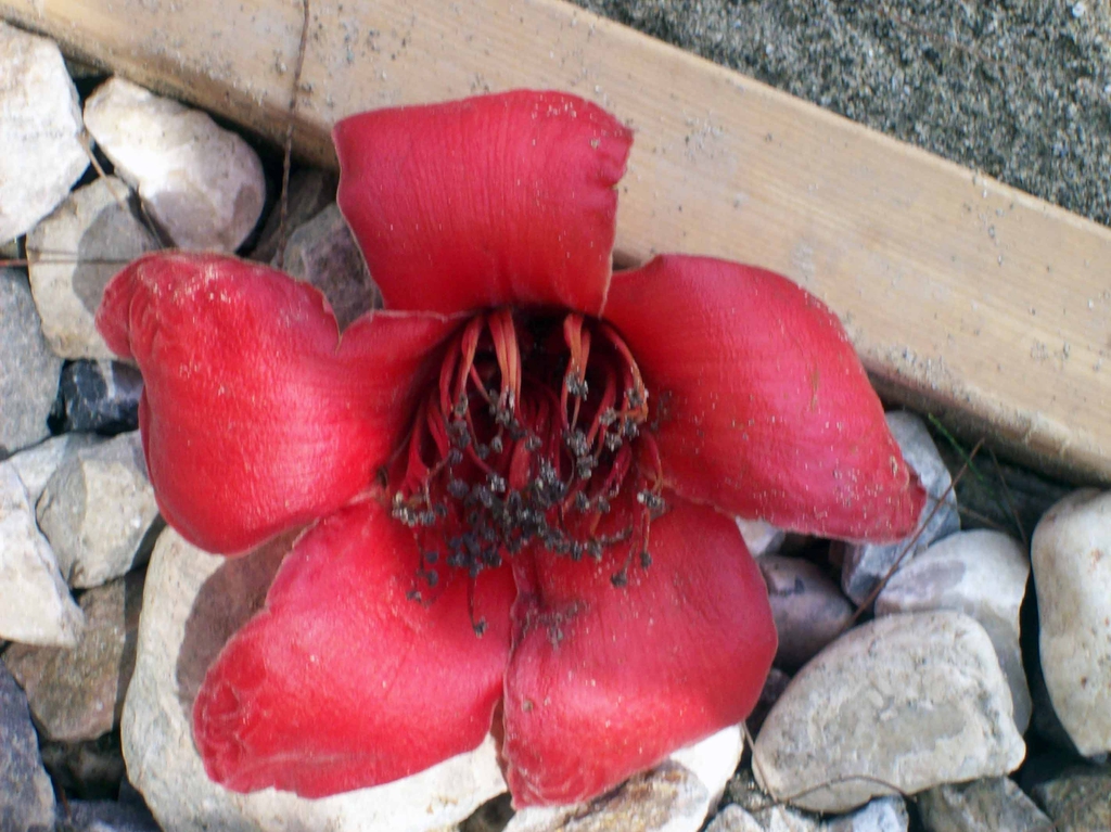 Bombax ceiba