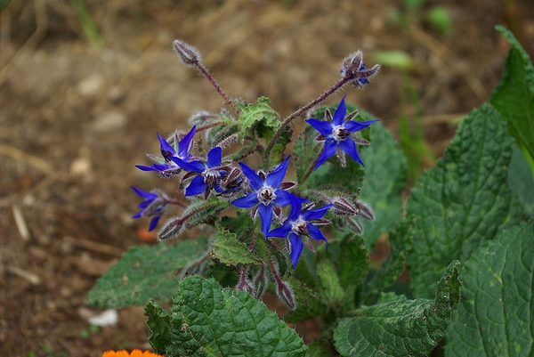 Borago officinalis