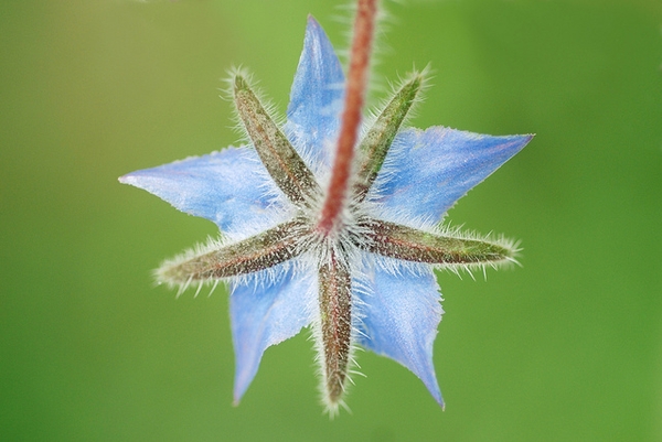 Borago officinalis