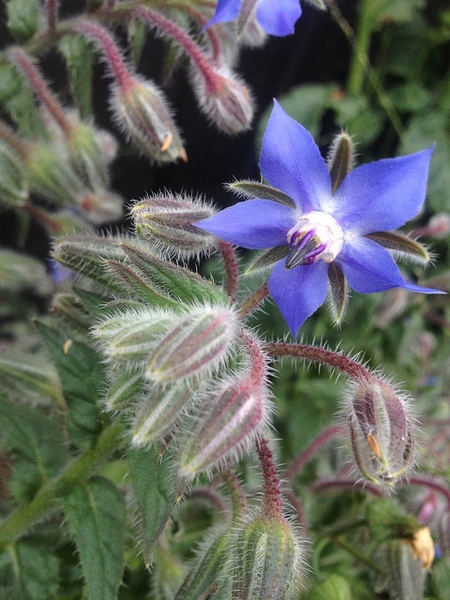 Borago officinalis