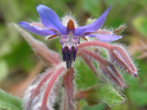 Borago officinalis