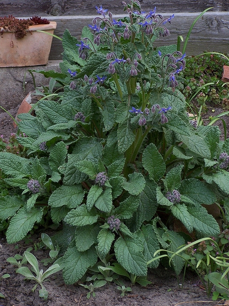 Borago officinalis