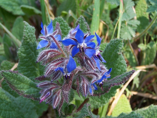Borago officinalis