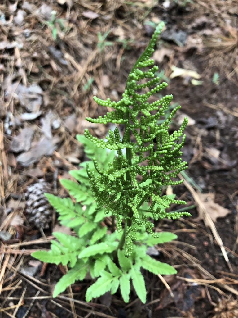 sporangia  looks like a bunch of green grapes