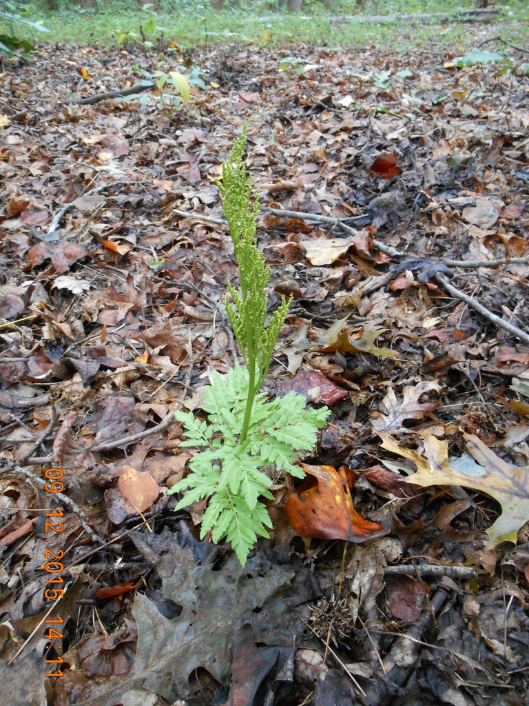 form, fall, Iredell County, NC