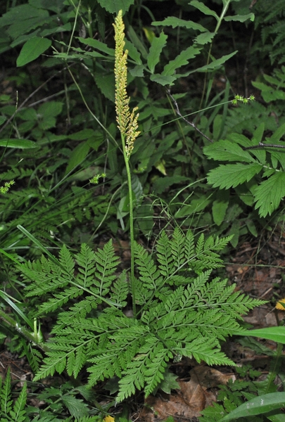 Botrychium virginianum