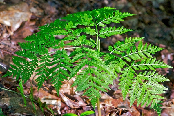 Botrychium virginianum