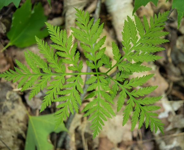 Botrychium virginianum