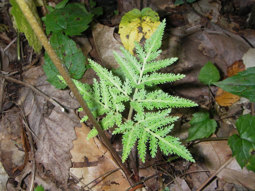 Form