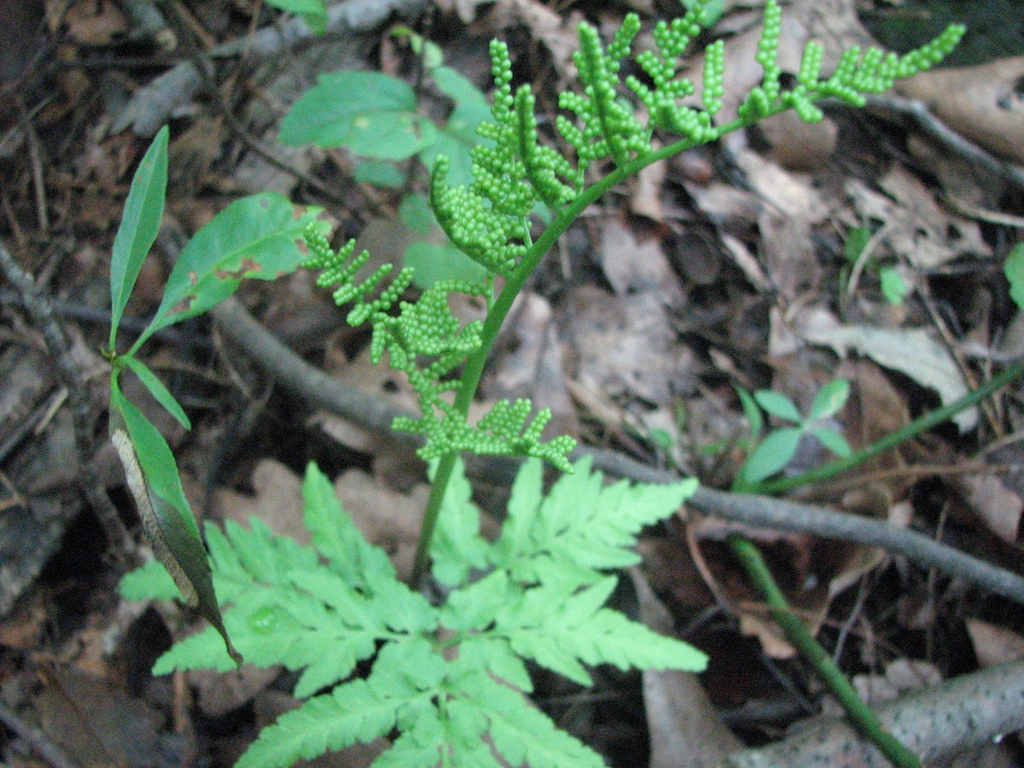 Botrychium dissectum