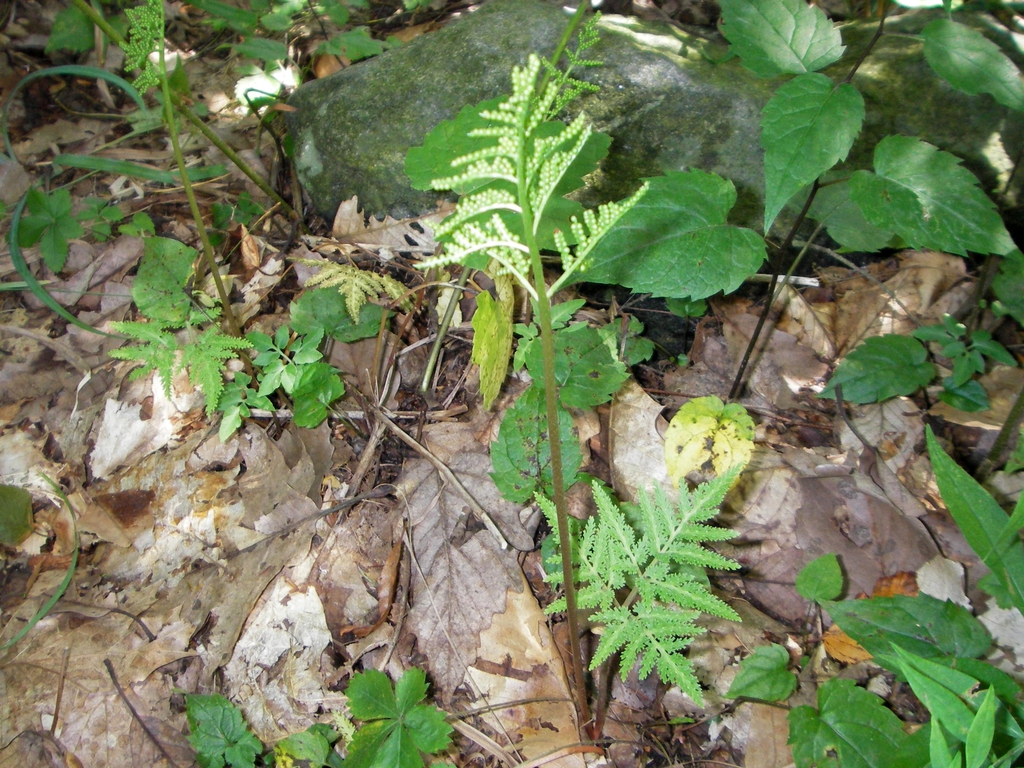 Form