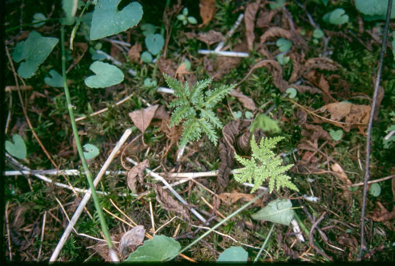 Form