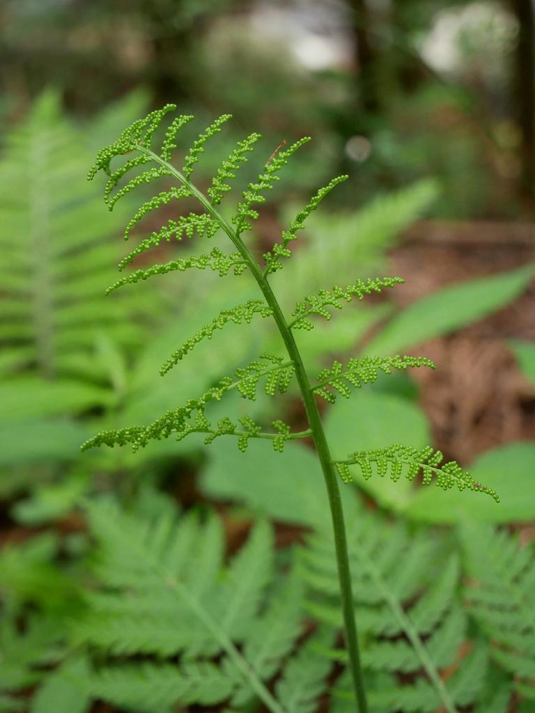Botrychium virginianum