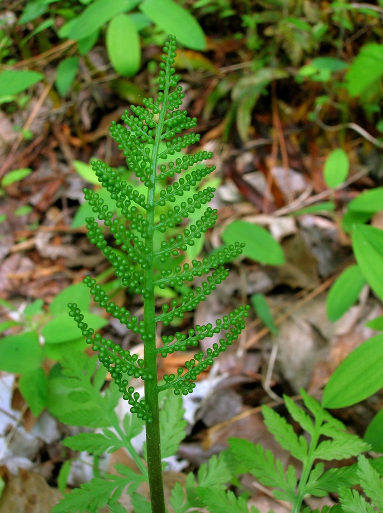Botrychium virginianum