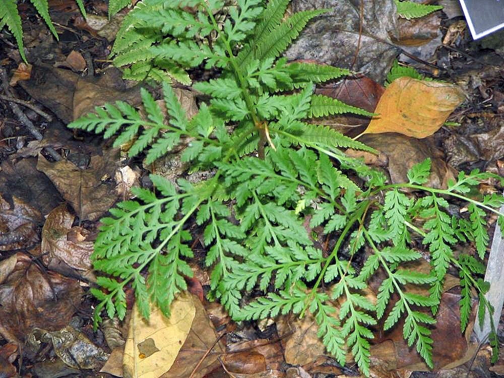 Form