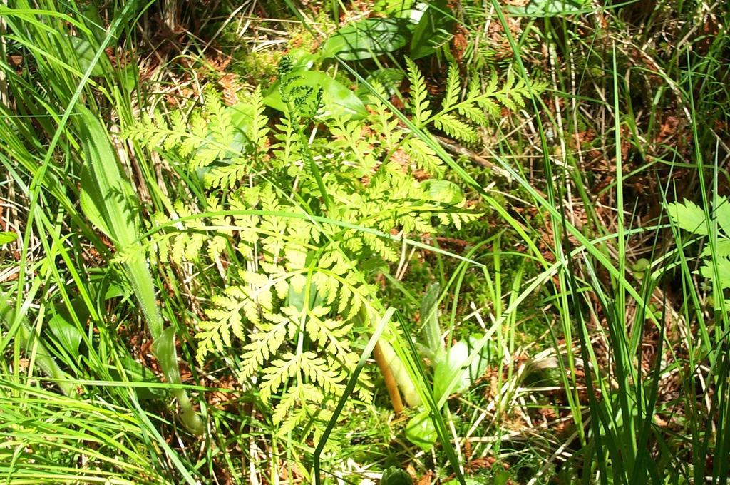 Form