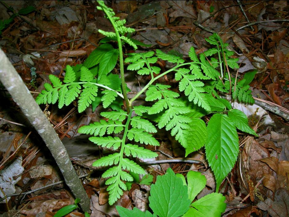 Superior National Forest