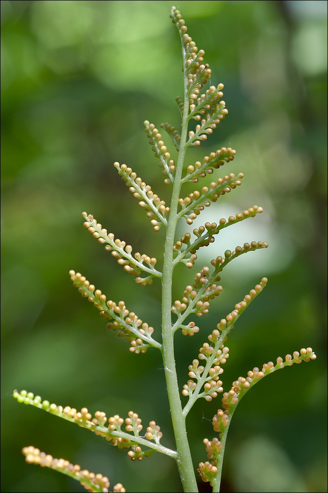 Botrychium virginianum