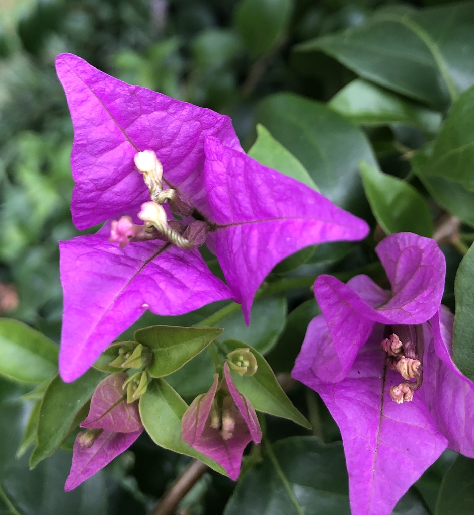 Flowers - Summer - Wake Co., NC