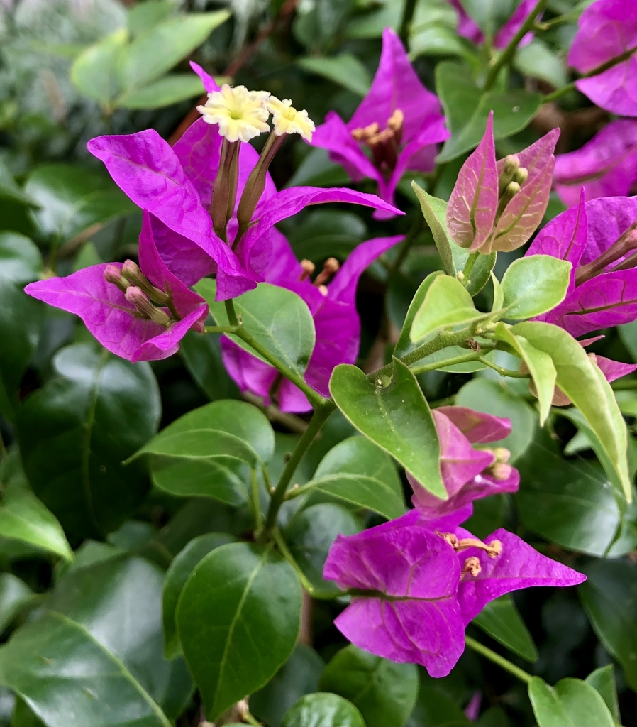 Flowers/Bud/Leaves - Summer - Wake Co., NC