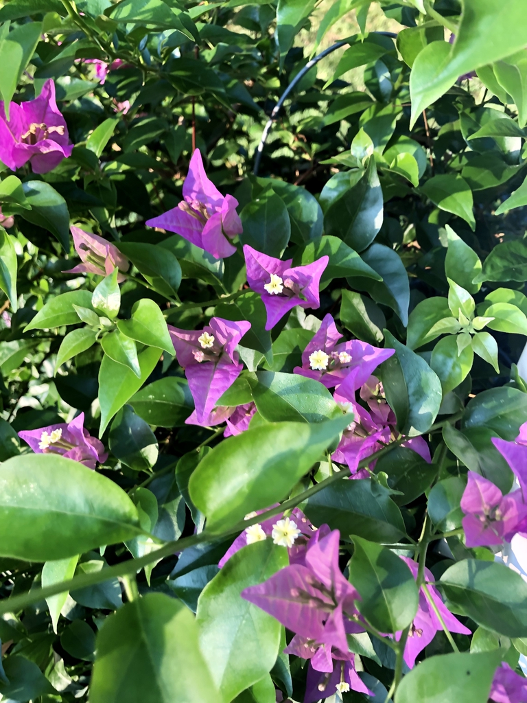 Flowers - Aug. - Wake Co., NC