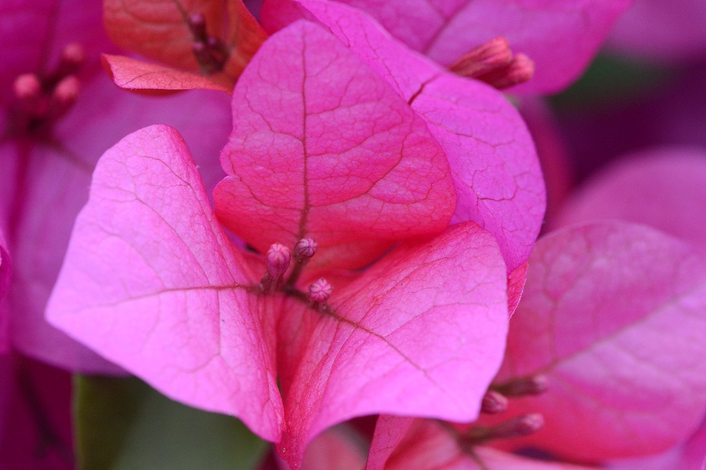 Close up of flower