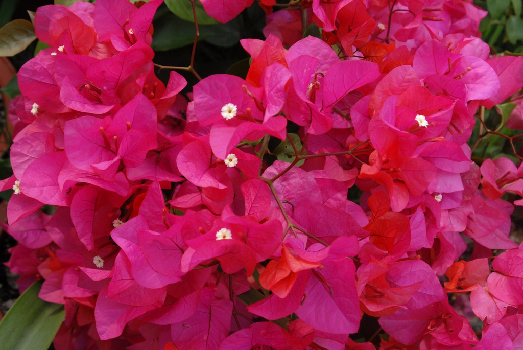 Bougainvillea