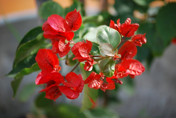 Bougainvillea