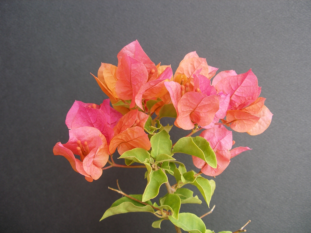 Orange to yellow blooms