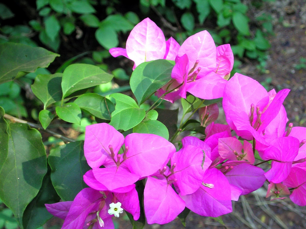 leaves, bracts, and more