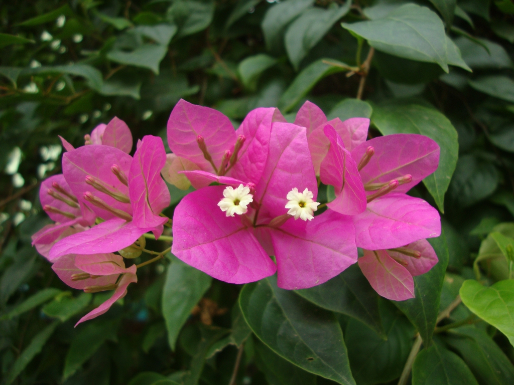 Bracts and leaves