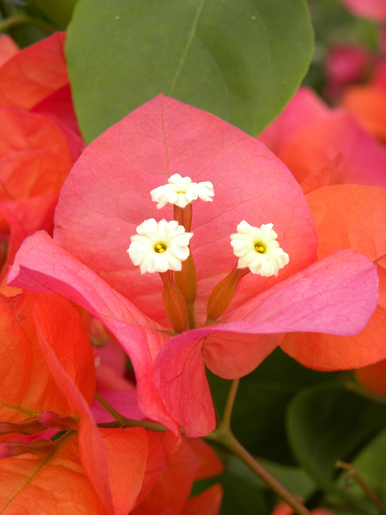close up of red bracts