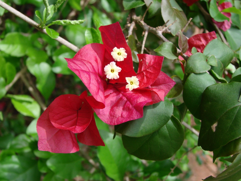 red bracts