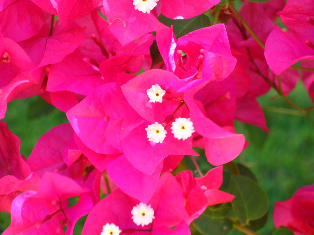 Reddish-pink bracts