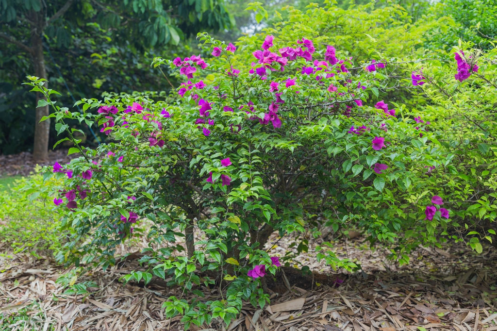 form