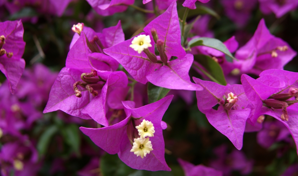 Pinkish-purple bracts
