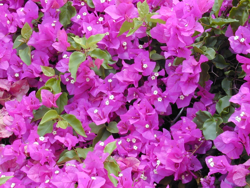 Pinkish-purple bracts