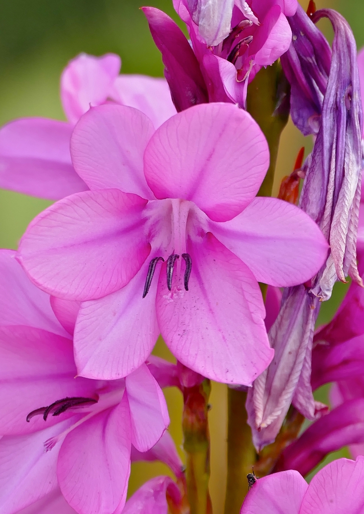 Bourbon Watsonia (Watsonia borbonica) flower