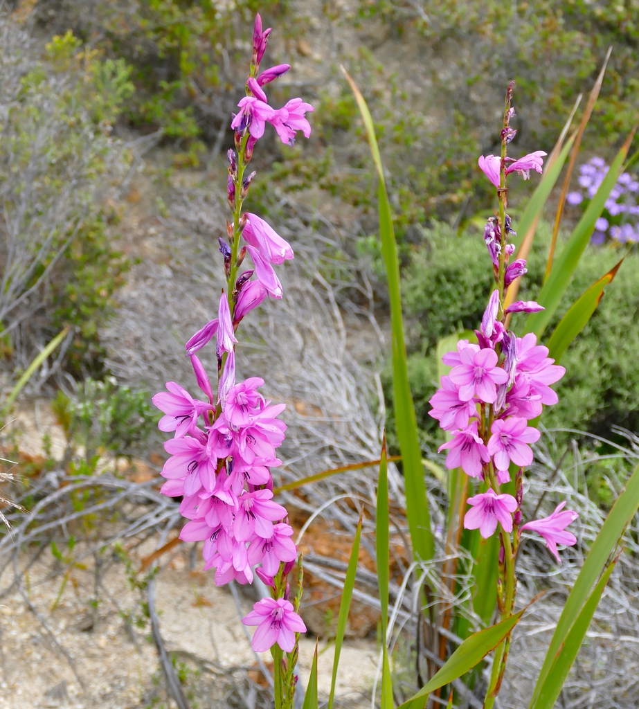 Bourbon Watsonia (Watsonia borbonica)