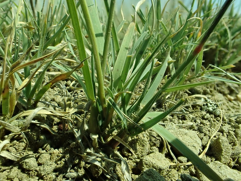 base of grass clumb in dry soil.