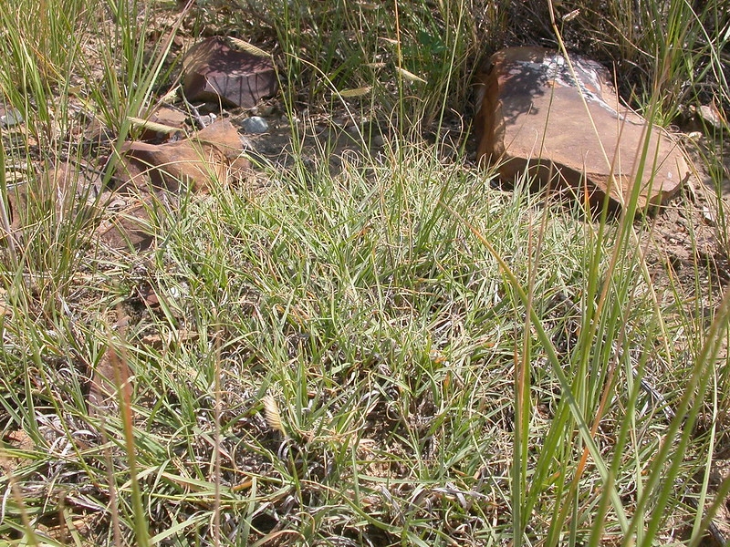 mat of grassy turf in dry soil.