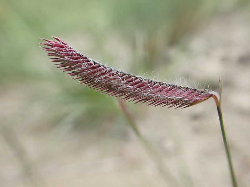 Single dark purple secund spikelet.