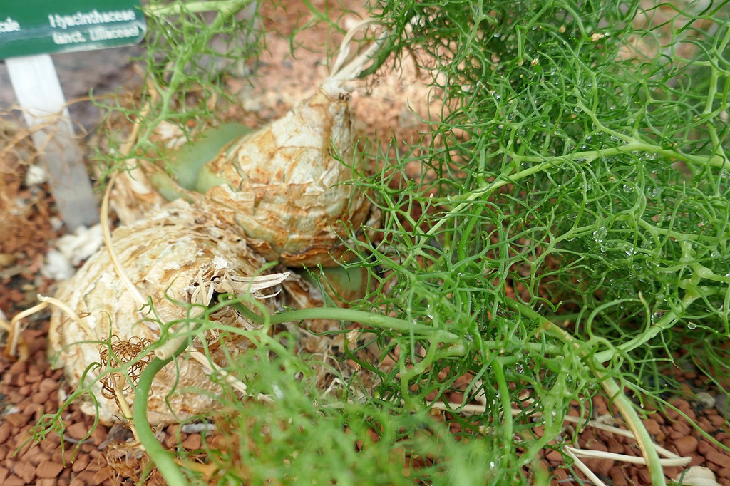 Bulb with growth