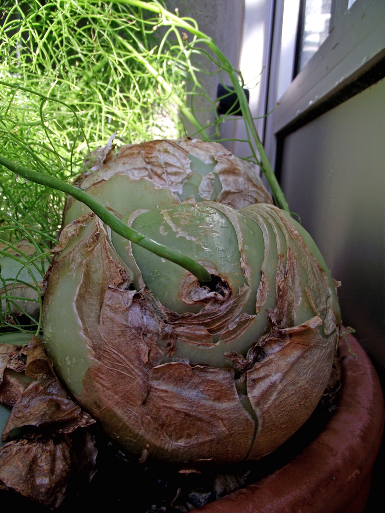 Bulb