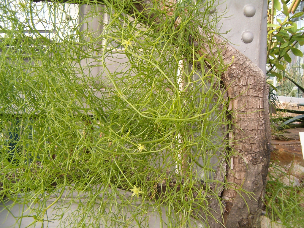 Form