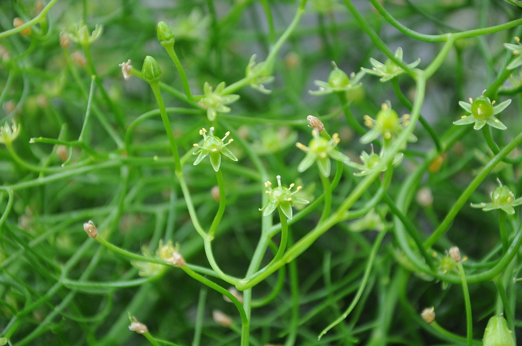 Stems and flowers