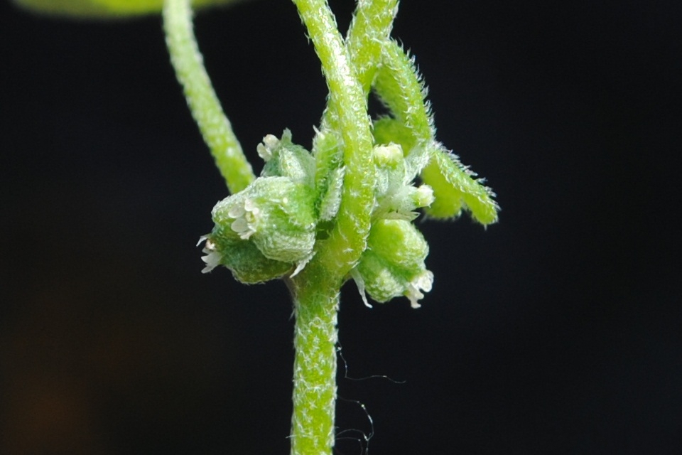 Flower buds in leaf axil